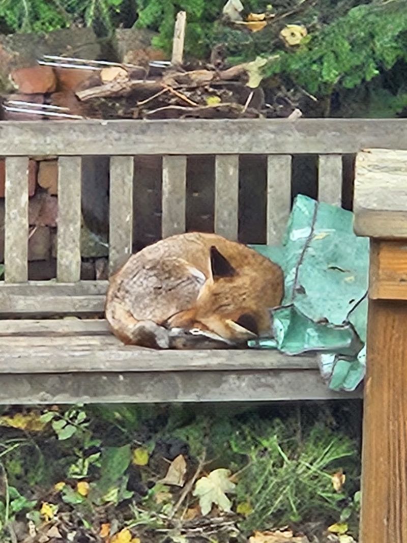 Image for the Tweet beginning: #FoxOfTheDay 